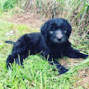 Meet your Posher, Leah